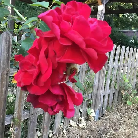 De Heijense Molen Retro Camping Heijen
