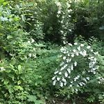 Campeggio De Heijense Molen Retro *