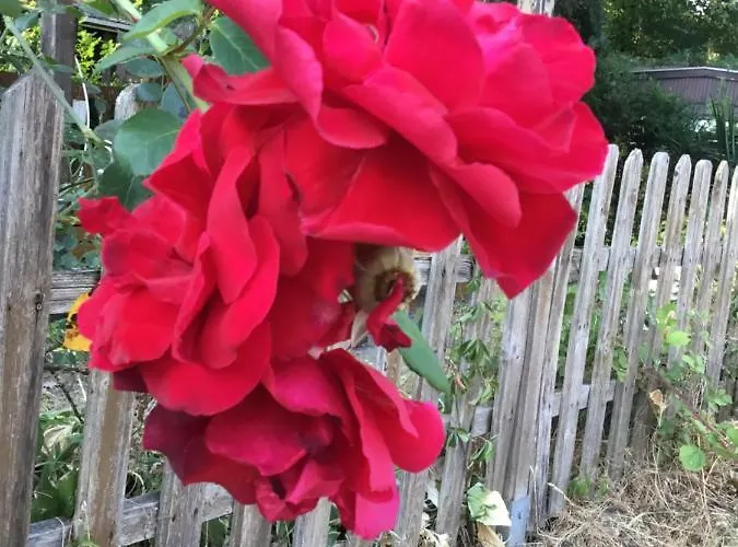 De Heijense Molen Retro 营地 Heijen